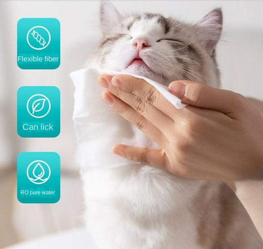 Cat being gently cleaned with pet wet wipes safe for cats and dogs made with RO pure water and flexible fiber