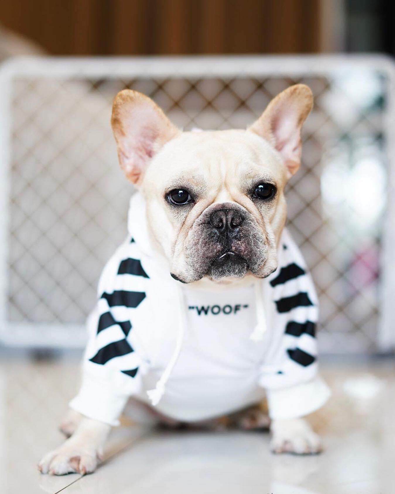 Fresh Pawz Woof Dog Hoodie on a small dog in stylish streetwear tracksuit with leash hole