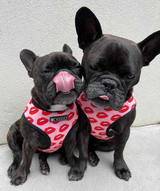 Luxury red lips breathable mesh dog harness and leash set for small to medium pets