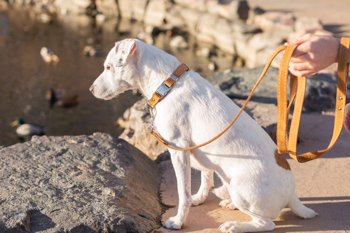 Pro Line Hunting Khaki Leather Leash made of full-grain American leather and European steel