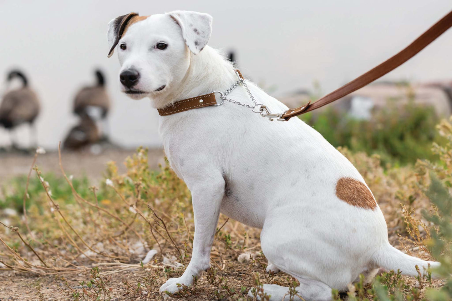 Martingale Earth Brown Leather Dog Collar - Durable European Style!