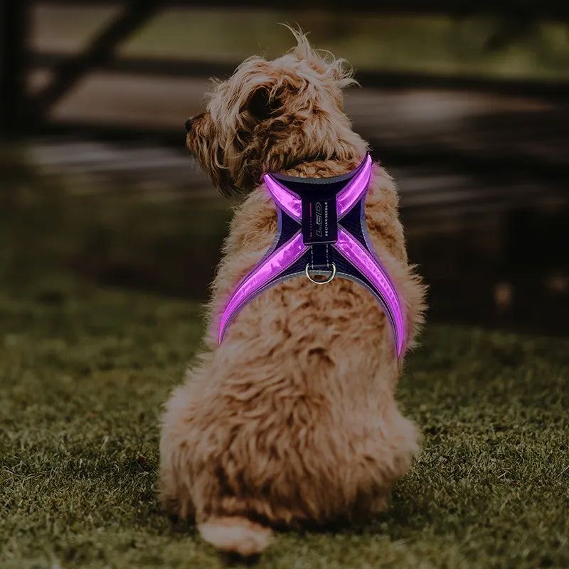 Explosion Proof Pet Supplies: LED Chest Braces & Collars | Dog Safety