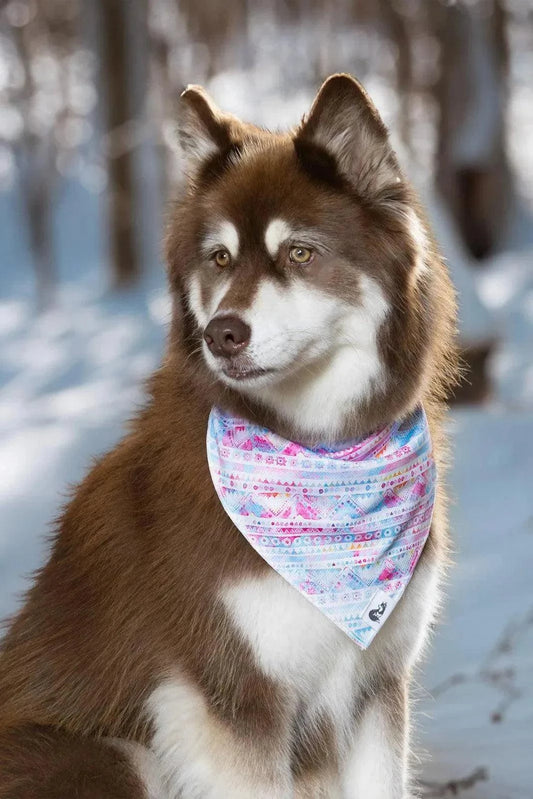 Dog wearing a pink and blue tribal dog bandana in a snowy outdoor setting