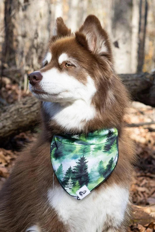 Brown and white dog wearing a quick-drying, breathable Evergreen Explorer Dog Bandana with green pine tree pattern in outdoor forest setting