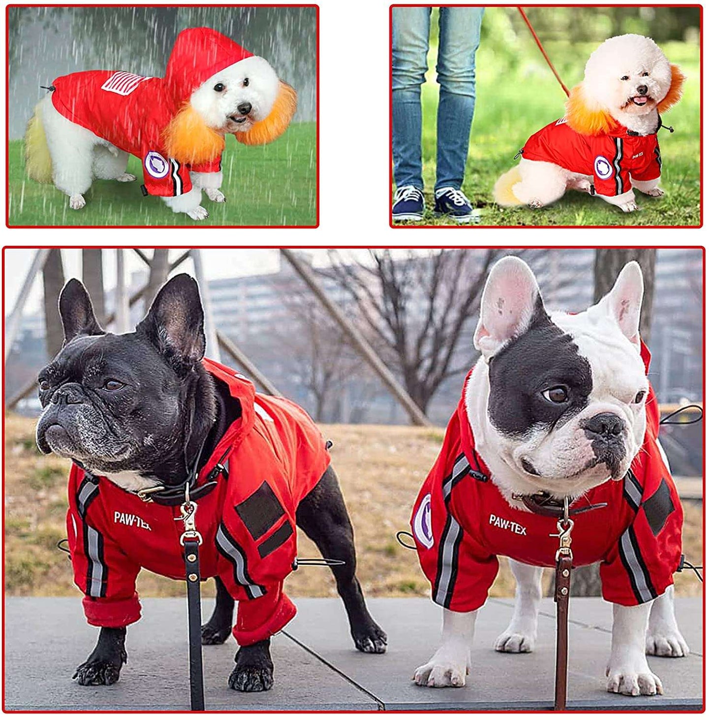 Small dog wearing waterproof Dog Face Pet Raincoat with leash hole and reflective strips