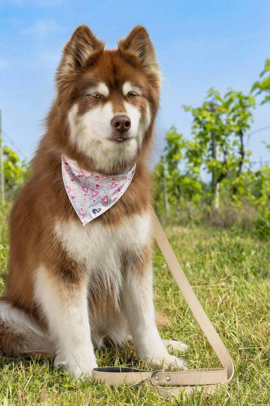 Dog wearing Cheers to Love Bandana with pink hearts and champagne glasses design outdoors