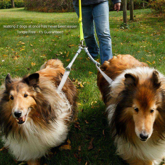 Person walking two dogs with a tangle-free double dog leash connector outdoors on grass