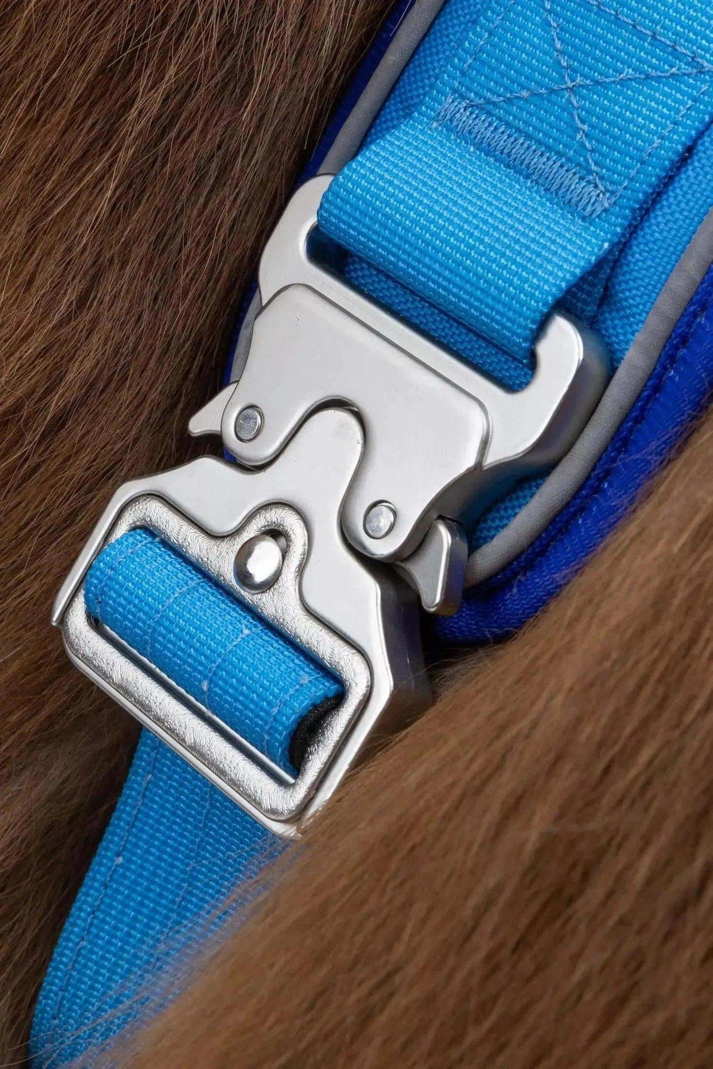 Close-up of Dockside Adventures Ultimate Harness metal cobra clip and blue strap on dog fur