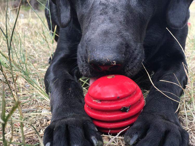 Black dog chewing on USA-K9 Stars and Stripes red durable rubber chew ball outdoors
