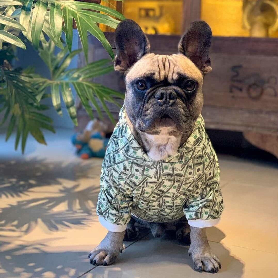 Small dog wearing a money print dog hoodie with dollar patterns in a soft, stylish pet sweater