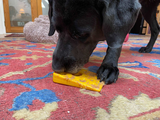Black dog chewing on a bright yellow Swiss Cheese Wedge nylon dog chew toy on a colorful rug