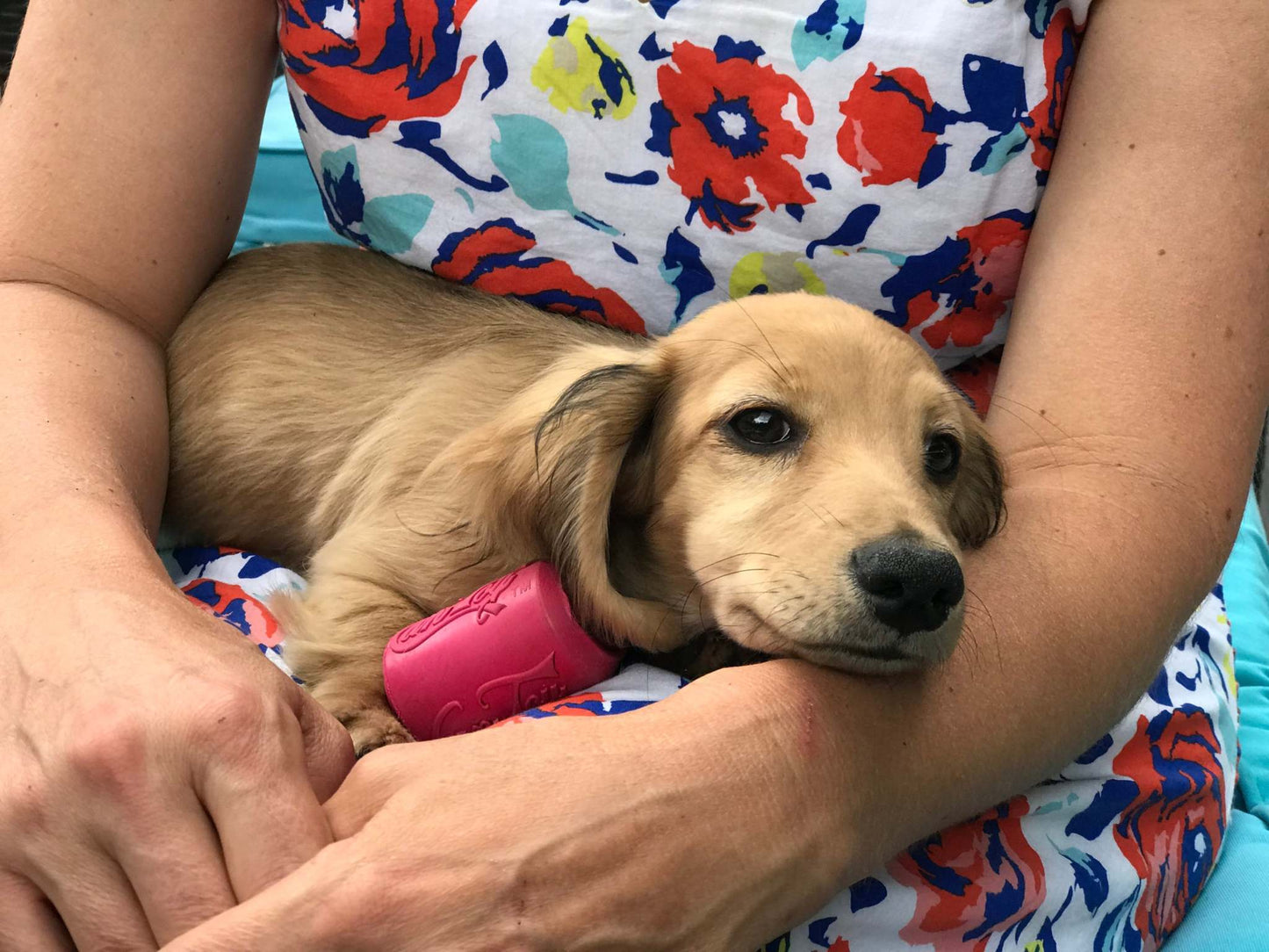 Puppy resting with pink Puppy Can Toy durable rubber chew toy and treat dispenser
