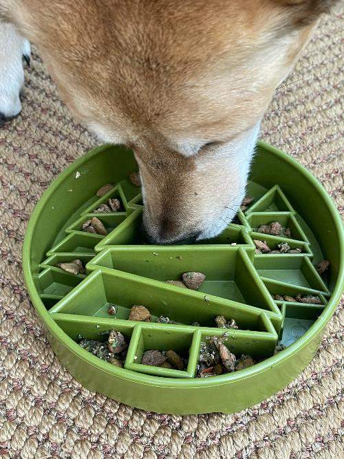 Dog eating from green Pine Tree Christmas eBowl slow feeder dog bowl with segmented chambers for enrichment