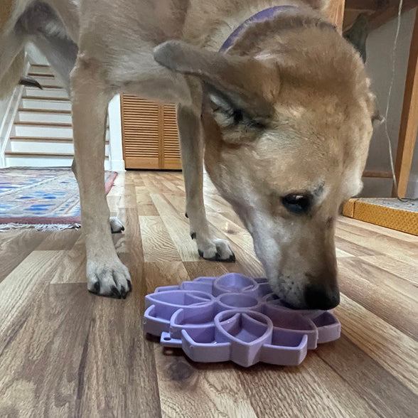 Dog using purple Mandala Softie eTray shallow slow feeder bowl with suction cups on wooden floor