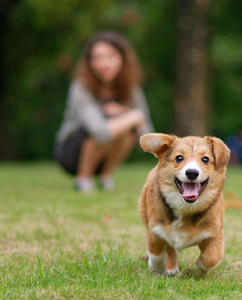 Initial Training (Zen Dog Training)
