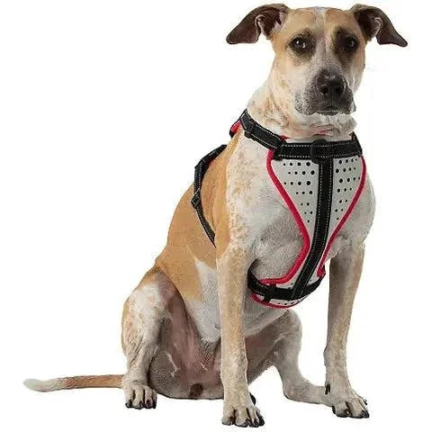 Nathan reflective dog harness with reflective strips for night visibility and adjustable comfortable fit