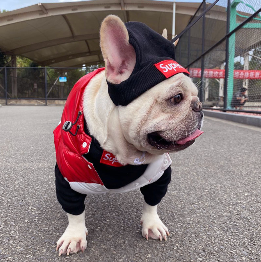 French Bulldog wearing HYGGEPET red jacket and black Supreme hat pet clothing on pavement