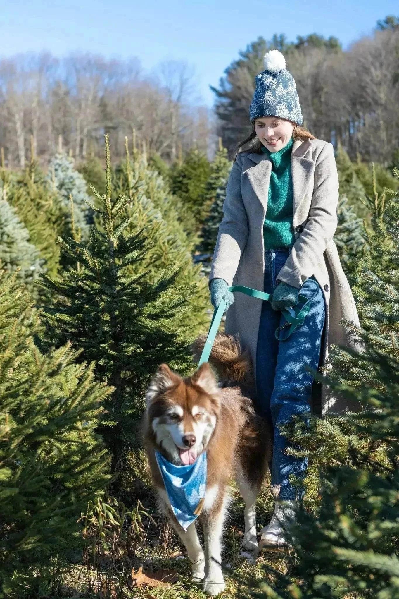 Dog wearing a blue Siberian Spruce Dog Bandana on a winter walk with owner in a tree farm
