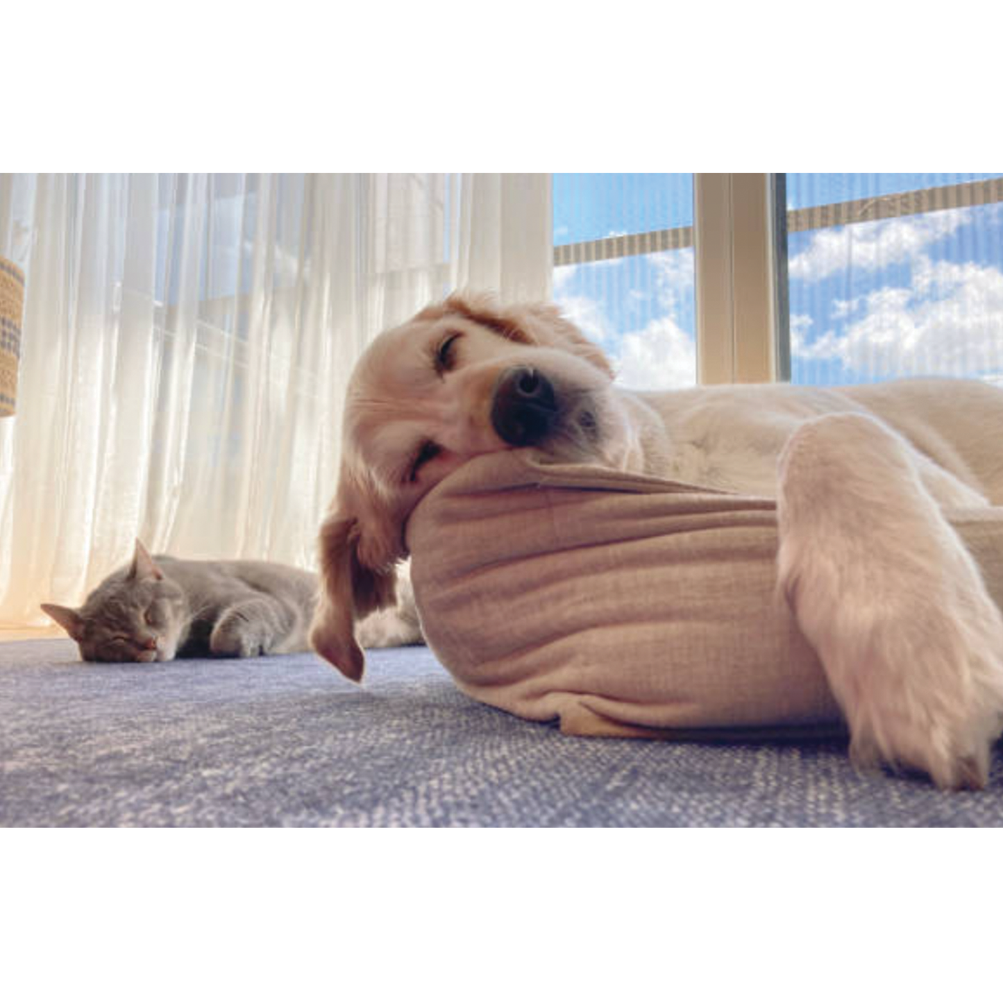 Relaxed dog and cat resting peacefully indoors, illustrating calmness supported by UBAVET UBACALM natural stress relief chews for pets.