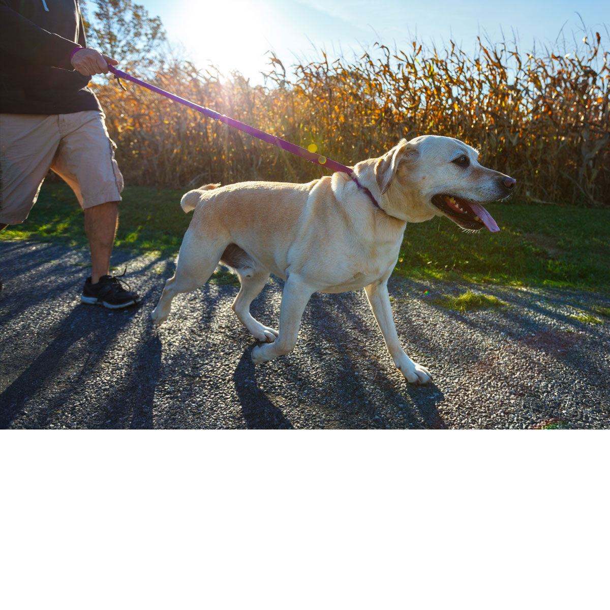 Shorter no pull leash for strong pullers and big breeds, Urban Walk'r design for city walking and dog control