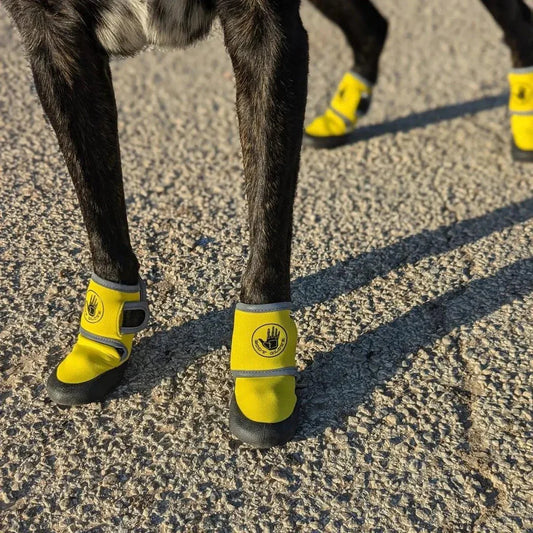 Body Glove Dog Booties: Durable Paw Protectors for All Terrains