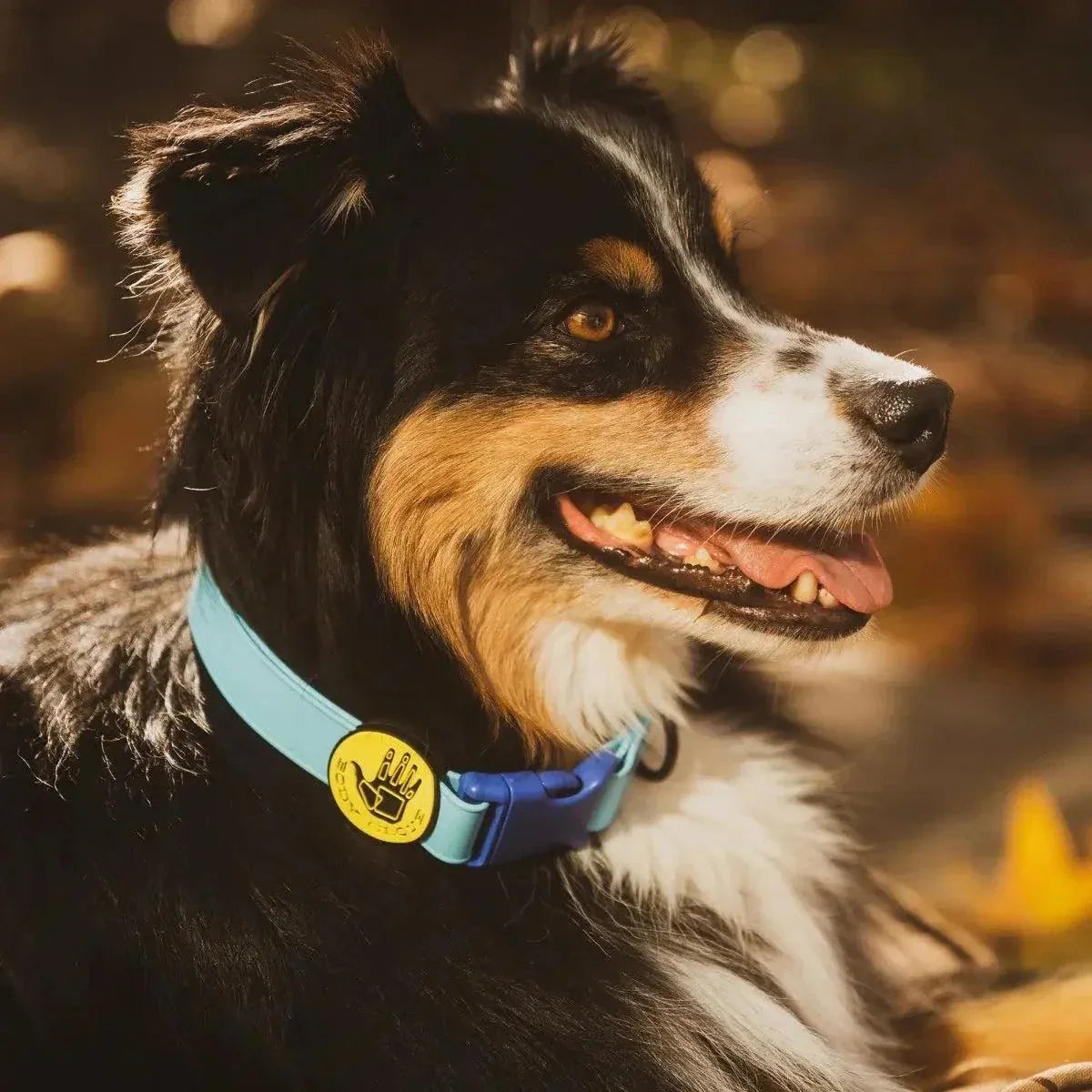 Dog wearing a blue Body Glove waterproof Biothane adjustable collar with yellow rubber logo slider outdoors