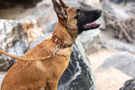 Celtic style leather dog collar with fire and water rune design and double-sided metal buckle