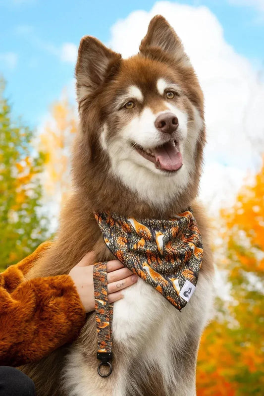 Foxes in fall dog bandana and matching keychain set