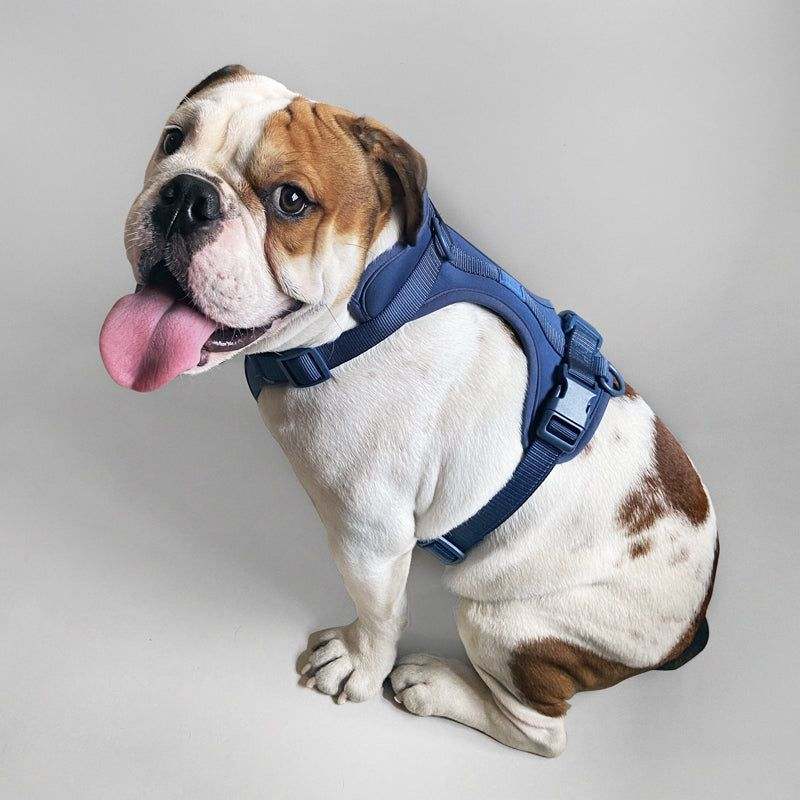 Bulldog wearing a comfortable stretchy and classic blue dog harness with adjustable straps and quick release buckle