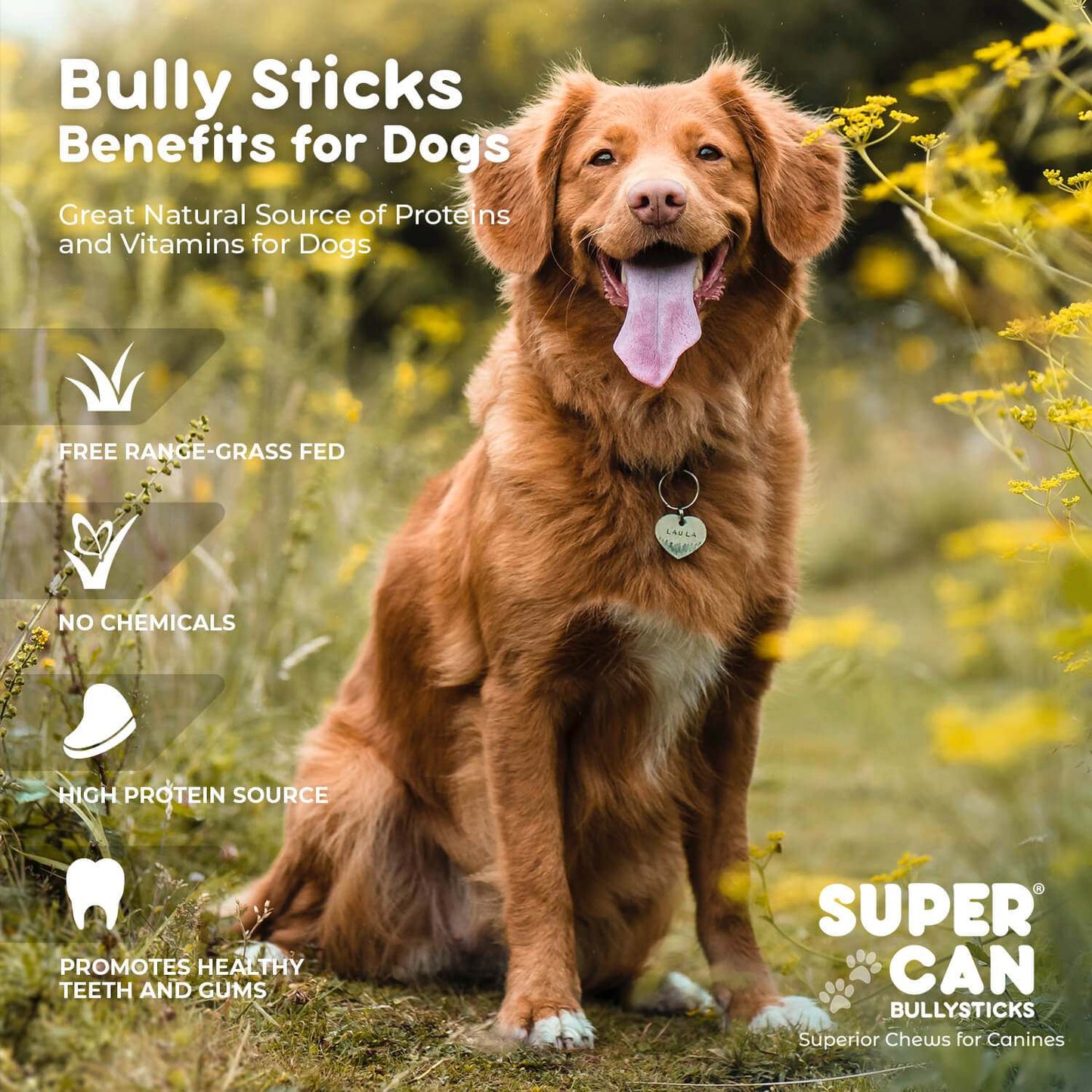 6" Junior Bully Sticks natural beef chews for small dogs and puppies pack of 25