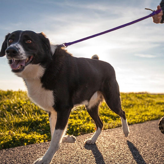WUNDERleash original no-pull dog leash by WACKYwalk'r