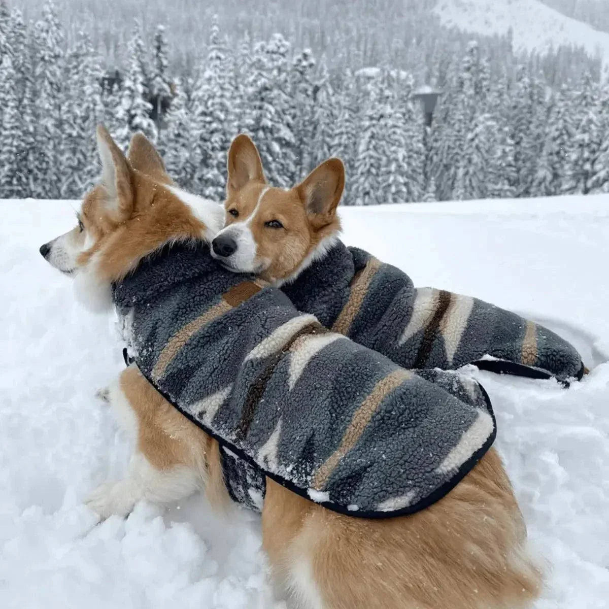 Stylish and warm Pendleton Dog Coat made of soft polyester Jacquard knitted berber with adjustable fit and leash cutout for comfort and durability