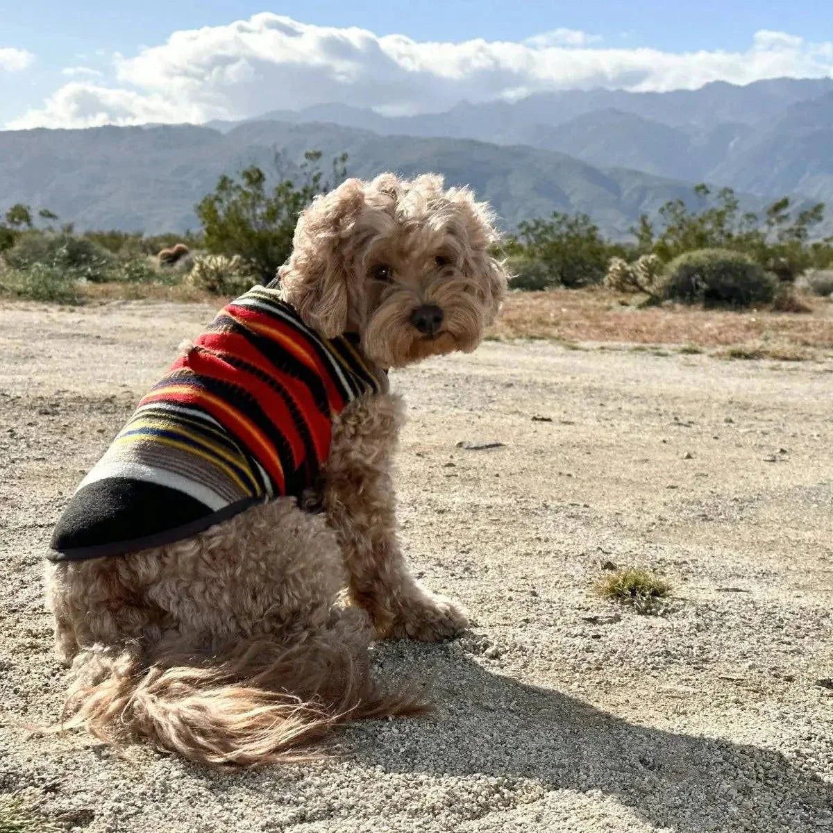 Pendleton Dog Vest in national park pattern on small dog outdoors