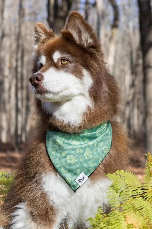 Pine Cone Pup bandana and matching keychain with pine cone and pine branch design