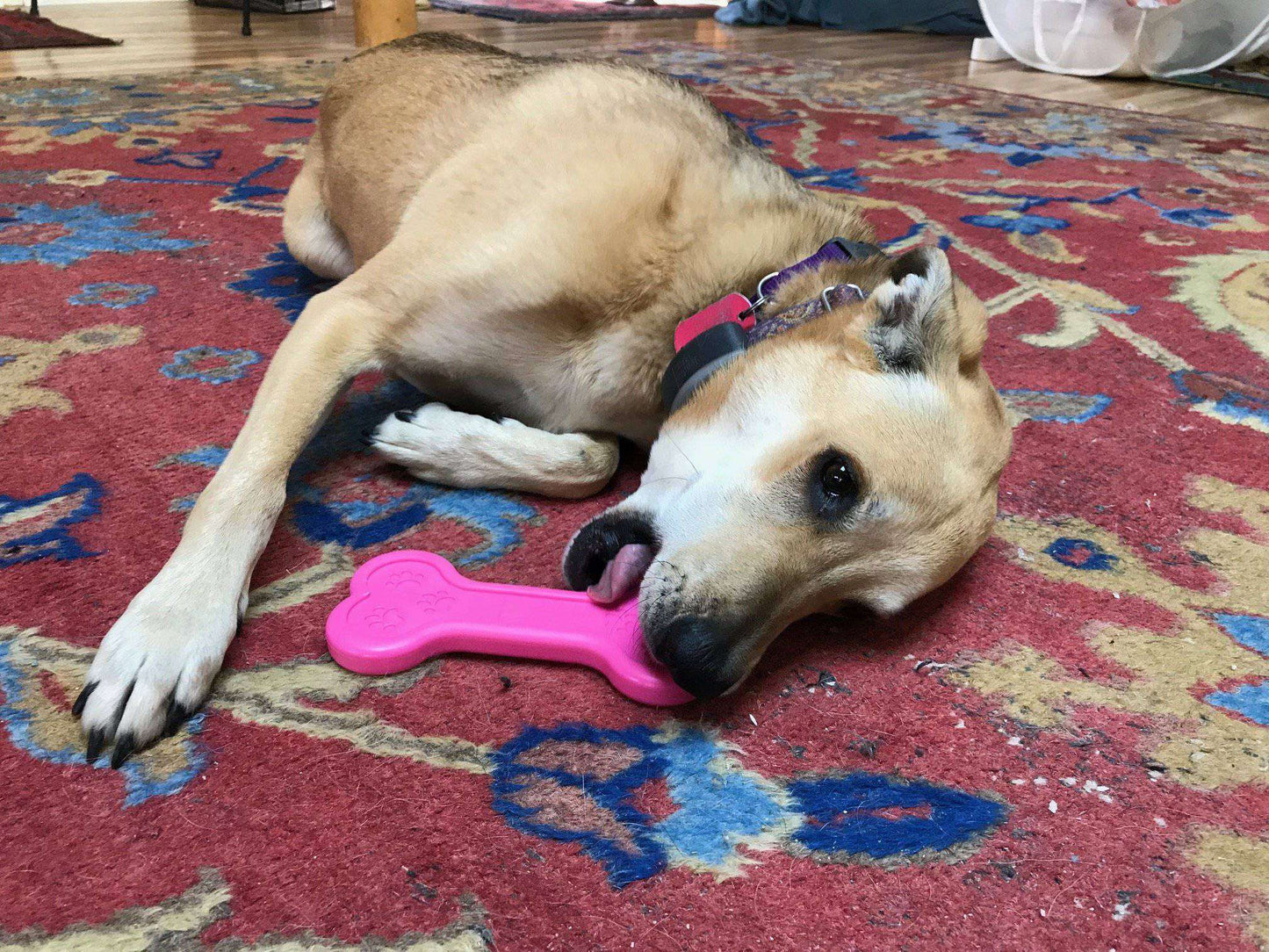 Bone eChew Ultra Durable Nylon Dog Chew Toy - For Aggressive Chewers