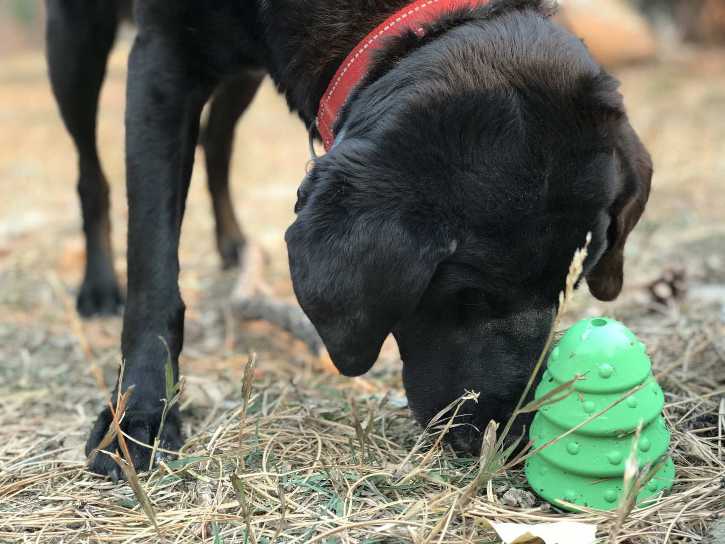 Black dog sniffing a green Christmas Tree Toy rubber chew toy on dry grass outdoors