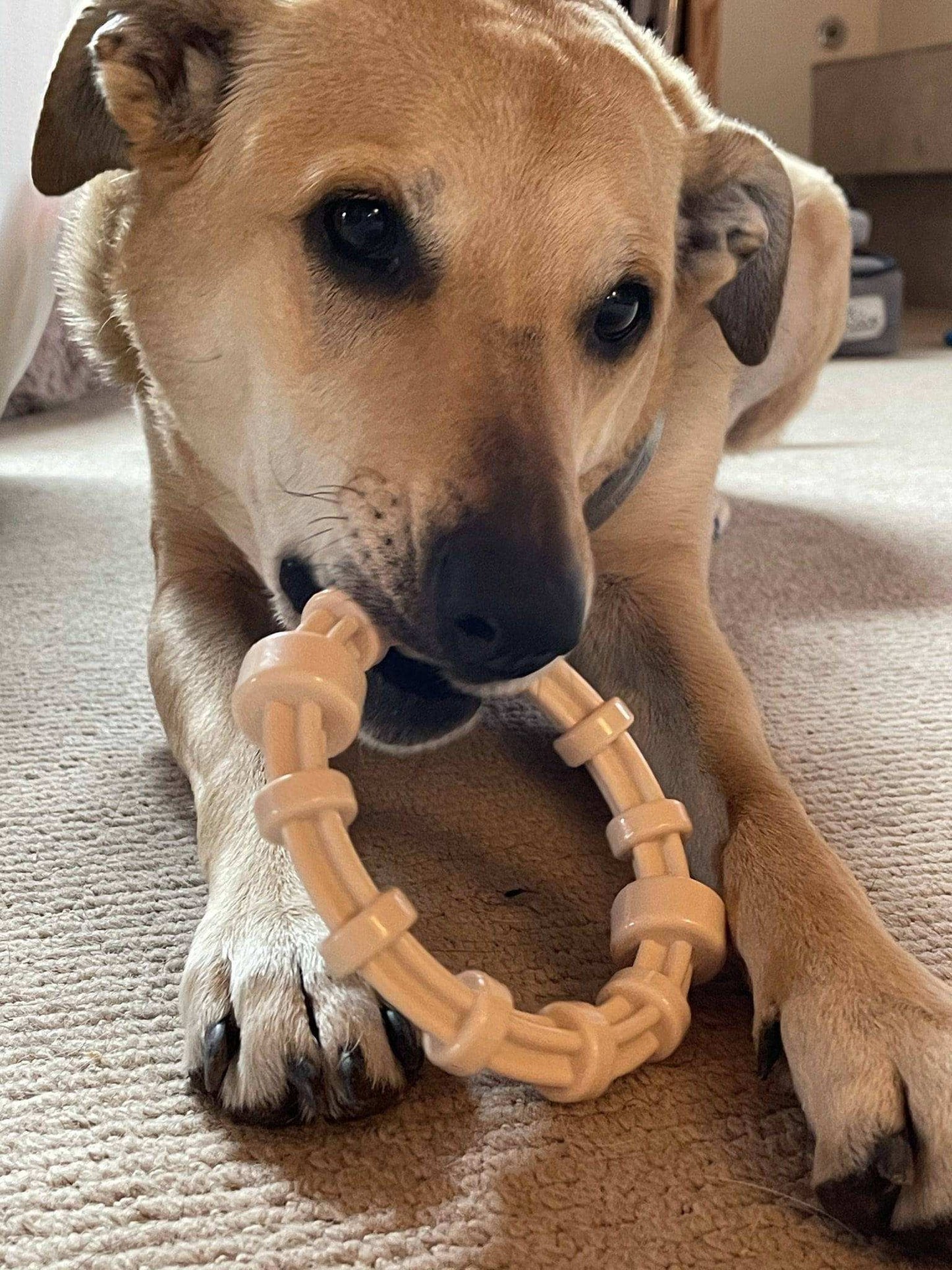 Dog chewing on a chicken flavored teething ring designed for puppies and aggressive chewers