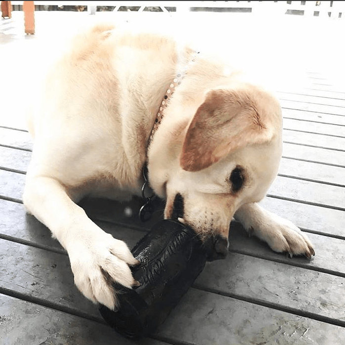 Dog chewing SP Magnum Can Toy durable rubber treat dispenser on wooden deck