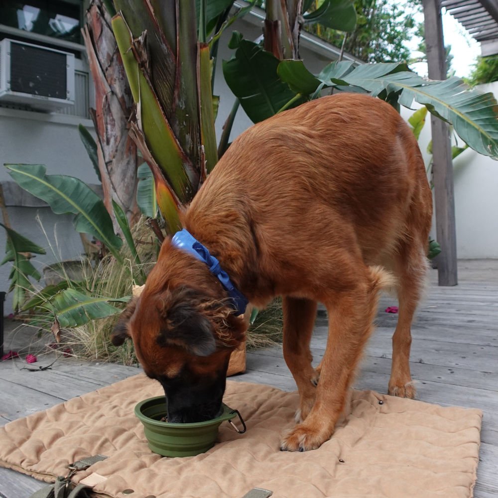 Collapsible Pet Bowl with Clip – Compact, Reusable and Easy to Clean