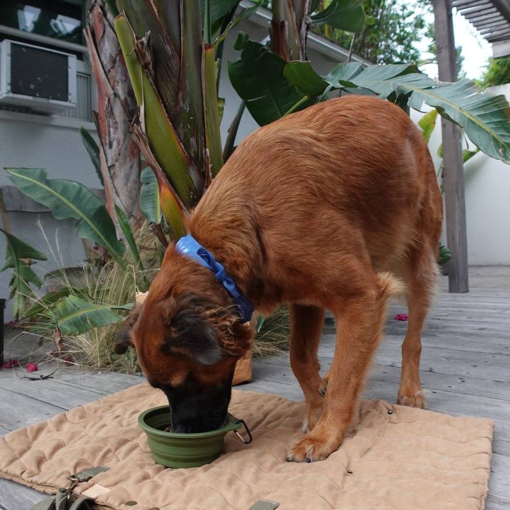 Dog drinking from green collapsible pet bowl with clip on outdoor wooden deck