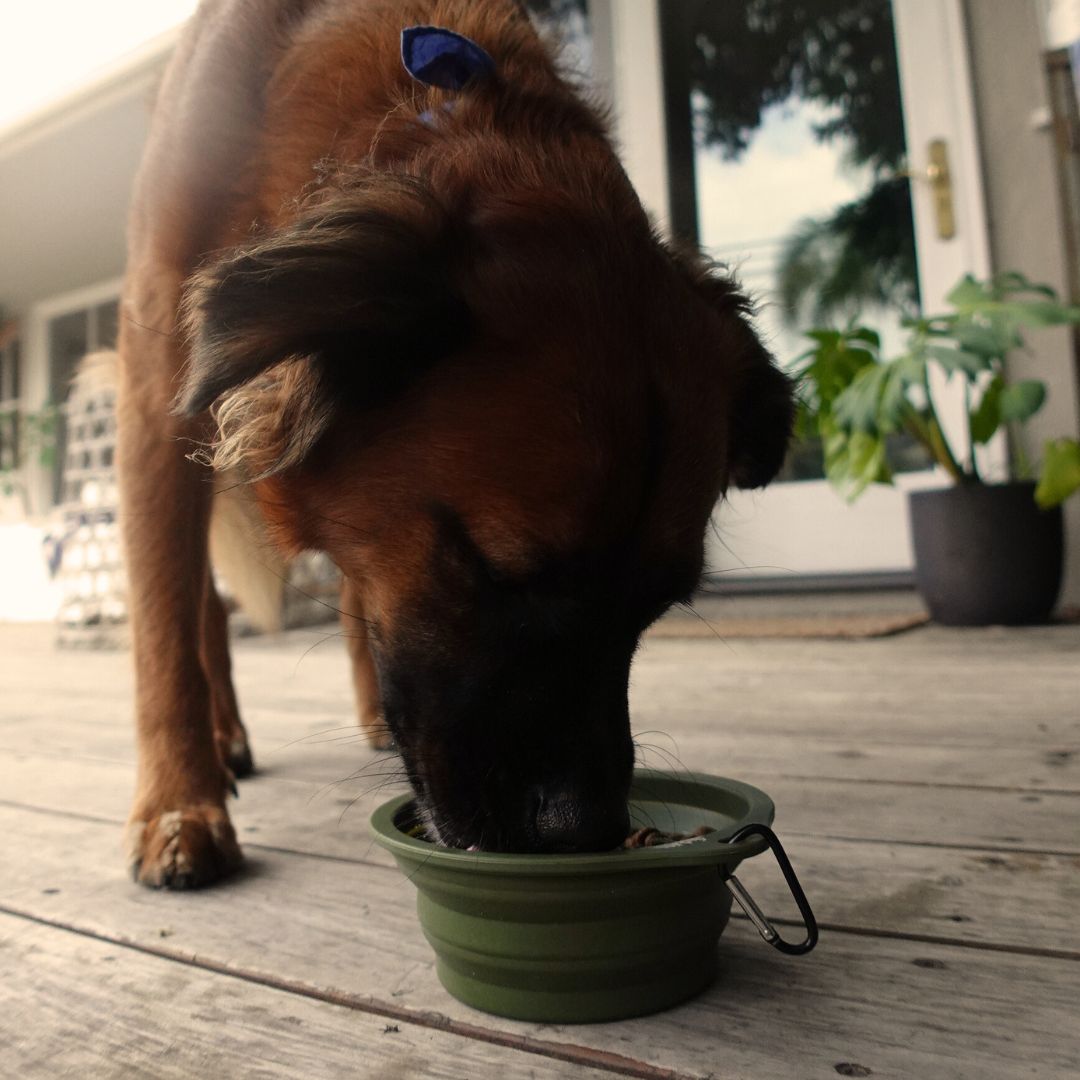 Collapsible Pet Bowl with Clip – Compact, Reusable and Easy to Clean