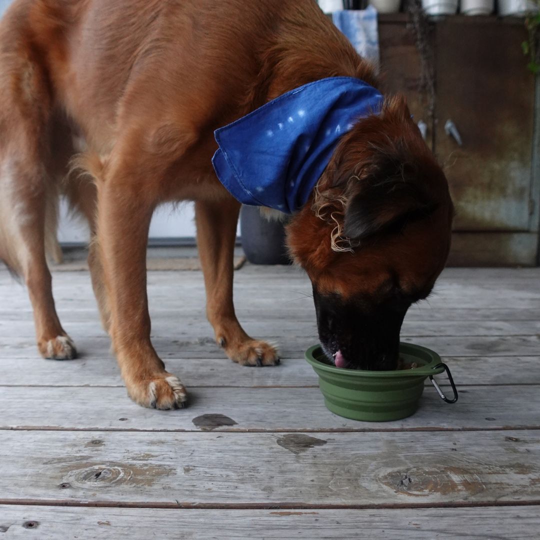 Collapsible Pet Bowl with Clip – Compact, Reusable and Easy to Clean