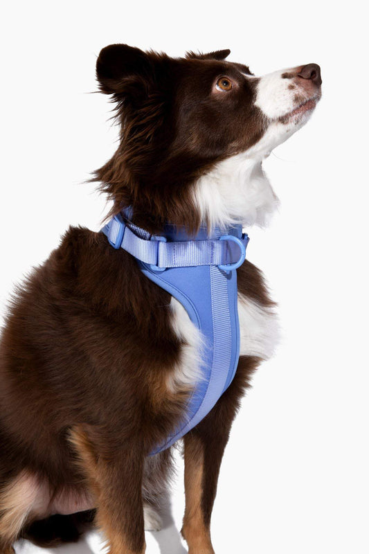 Comfortable stretchy and classic blue dog harness on brown and white dog