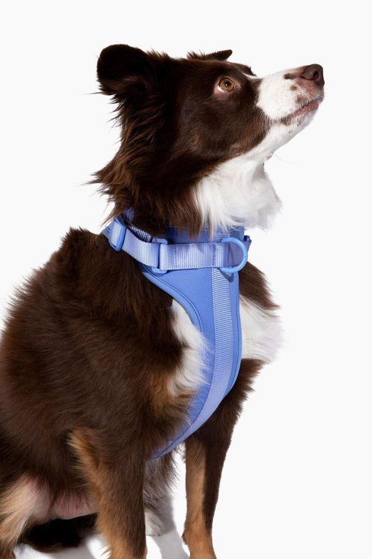 Comfortable stretchy and classic blue dog harness on brown and white dog