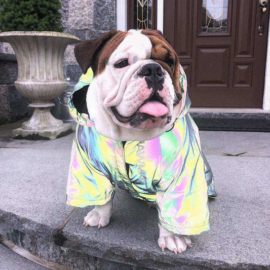 Large dog wearing windproof rainproof stormtrooper design raincoat