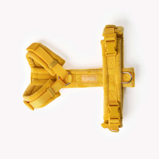 yellow velvet dog harness with gold hardware