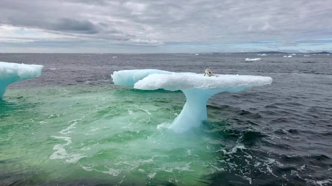 🐾 Against the Odds: The Incredible Story of the Arctic Fox Saved by a Fisherman