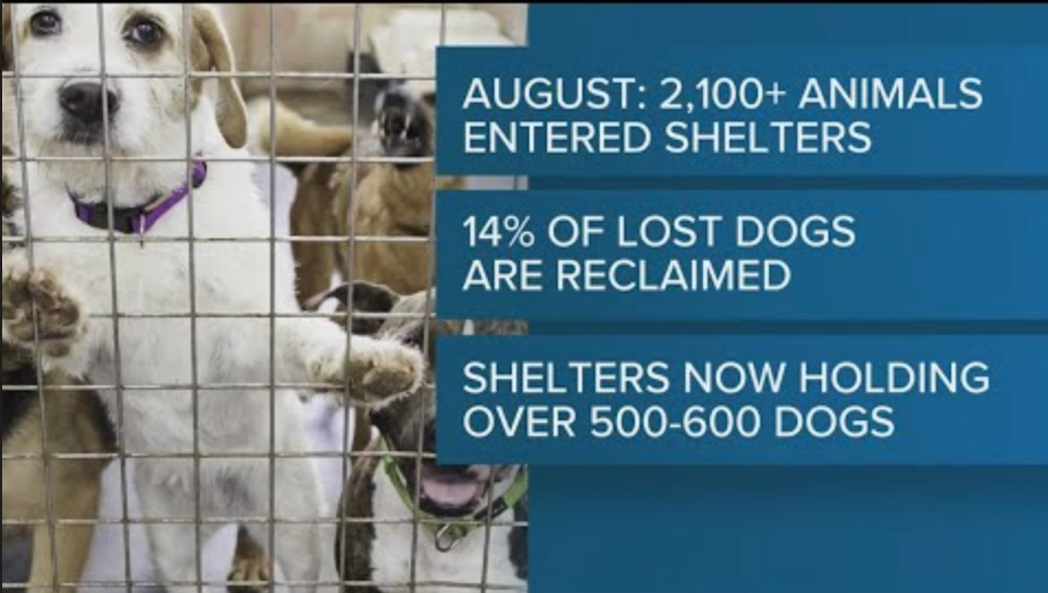 Surge in surrendering pets strains Atlanta shelters