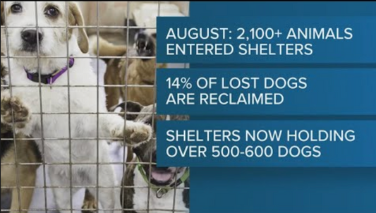 Surge in surrendering pets strains Atlanta shelters