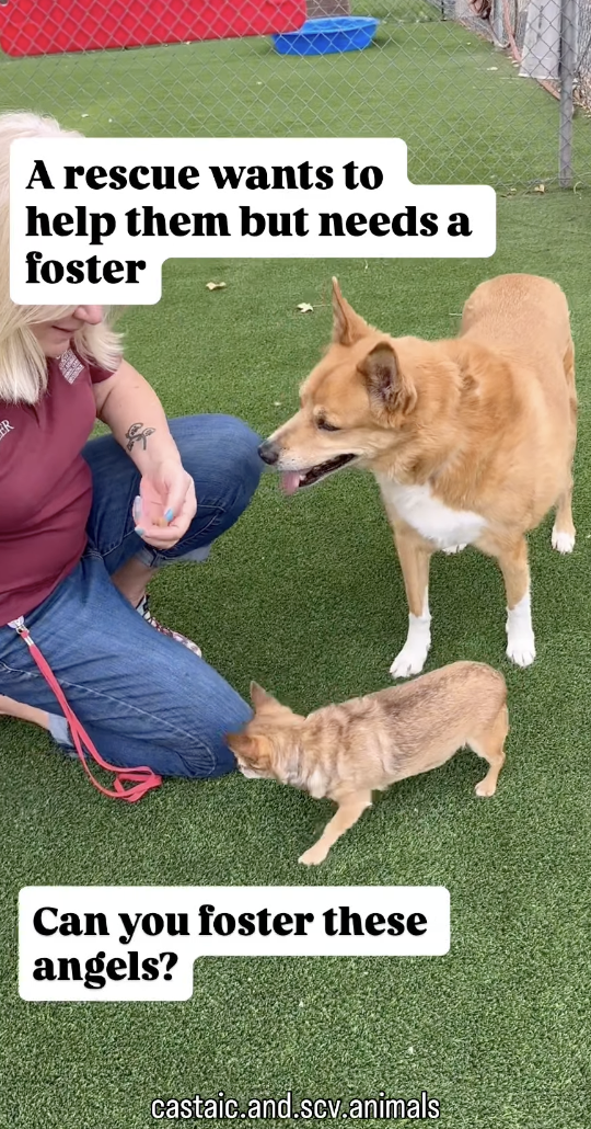 💖 Today's Heartbeat: The Heroes Who Refused to Separate Bonded Senior Friends